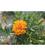 Marigold 'Art's Double Orange' Seeds 