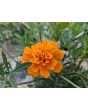 Marigold 'Art's Double Orange' Seeds 