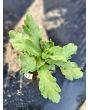 Edible Chrysanthemum AKA Big Leaf Tong Ho 'Shungiku' Seeds