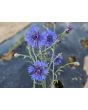 Bachelor's Button 'Blue Boy' Seeds