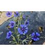 Bachelor's Button 'Blue Boy' Seeds