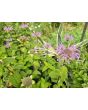 Wild Bee Balm Seeds 