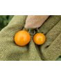 Tomato 'Small Gold Cherry Detroit' Seeds