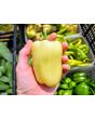 Sweet Pepper 'Albino Bull Nose' Seeds