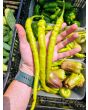 Sweet Pepper 'Corbaci' Seeds