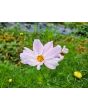 Cosmos 'Seashells' Seeds (Certified Organic)