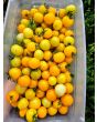 Tomato 'Medium Yellow Cherry Detroit' Seeds