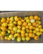 Tomato 'Medium Yellow Cherry Detroit' Seeds
