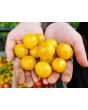 Tomato 'Yellow Zebra Cherry' Seeds