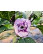 Datura 'Lavender Ballerina' Seeds