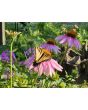 Purple Coneflower Seeds
