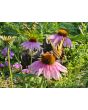 Purple Coneflower Seeds