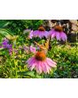 Purple Coneflower Seeds