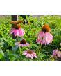 Purple Coneflower Seeds