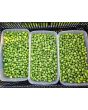 'Melinda's Mini Blue Popcorn' Corn Seeds