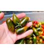 Tomato 'Emalia' Seeds