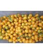 Tomato 'Galapagos Island' Seeds