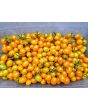Tomato 'Galapagos Island' Seeds