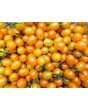 Tomato 'Galapagos Island' Seeds