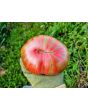 Dwarf Tomato 'Fred's Tie Dye' Seeds