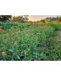 Globe Amaranth ‘Mandarin Orange’ Seeds
