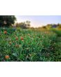 Globe Amaranth ‘Mandarin Orange’ Seeds