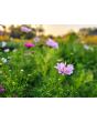 Cosmos 'Seashells' Seeds (Certified Organic)