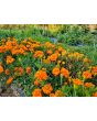 Marigold 'Art's Double Orange' Seeds 