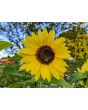 Sunflower 'Lemon Queen' Seeds