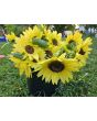Sunflower 'Lemon Queen' Seeds