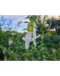 South African Foxglove ‘Alba’ Seeds