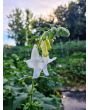 South African Foxglove ‘Alba’ Seeds