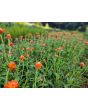 Globe Amaranth ‘Mandarin Orange’ Seeds