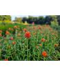 Globe Amaranth ‘Mandarin Orange’ Seeds