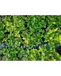 Basil 'Christmas' Seeds 