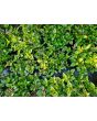 Basil 'Christmas' Seeds 