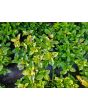 Basil 'Christmas' Seeds 