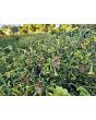 Flowering Tobacco 'Hot Chocolate' Seeds