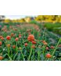 Globe Amaranth ‘Mandarin Orange’ Seeds