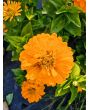 Zinnia 'Ford's Orange and Yellow Mix' Seeds