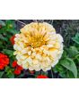 Zinnia 'Ford's Orange and Yellow Mix' Seeds