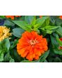 Zinnia 'Ford's Orange and Yellow Mix' Seeds