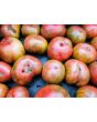 Tomato 'Fred's Tie-Dye' Plant