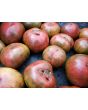 Dwarf Tomato 'Fred's Tie Dye' Seeds