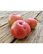 Tomato 'Giant Belgium' Seeds
