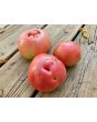 Tomato 'Giant Belgium' Seeds