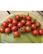 Tomato 'Remy Rouge' Seeds (Certified Organic)