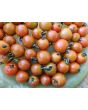 Tomato 'Supersweet 100 F2' Seeds (Certified Organic)