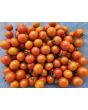 Tomato 'Candyland Red F2' Seeds