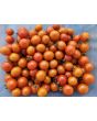 Tomato 'Candyland Red F2' Seeds